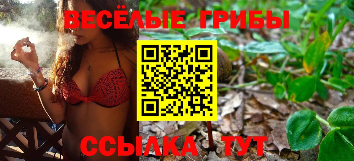 Псилоцибиновые грибы мицелий  Избербаш  как найти закладки  Галлюциногенные грибы Psilocybe 